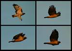 (74) red-tailed hawk montage.jpg    (1000x720)    208 KB                              click to see enlarged picture